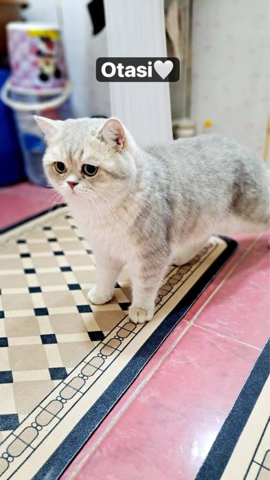 Британский кот. british shorthair