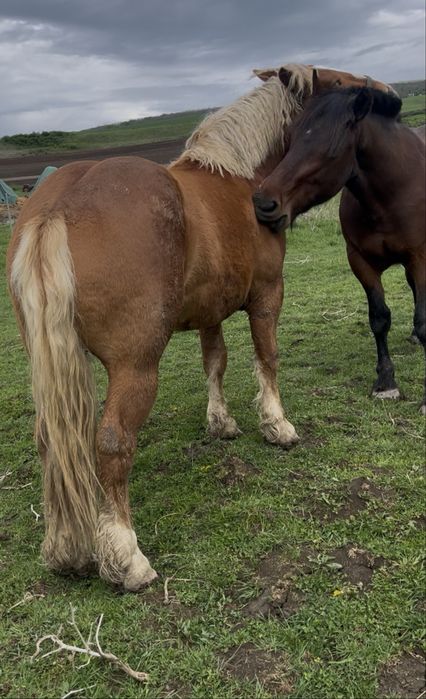 Manz de doi ani jumate