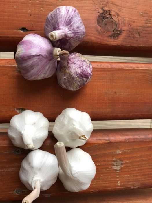 Usturoi de consun si plantat