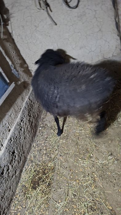 KATTA Qoy sotiladi  bugʻoz