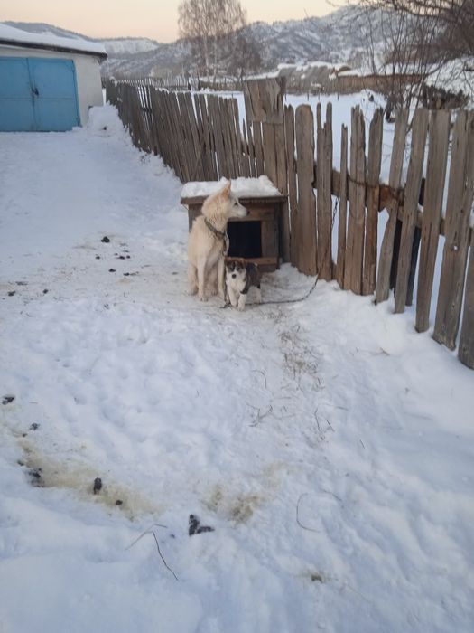 Отдам щенка лайки