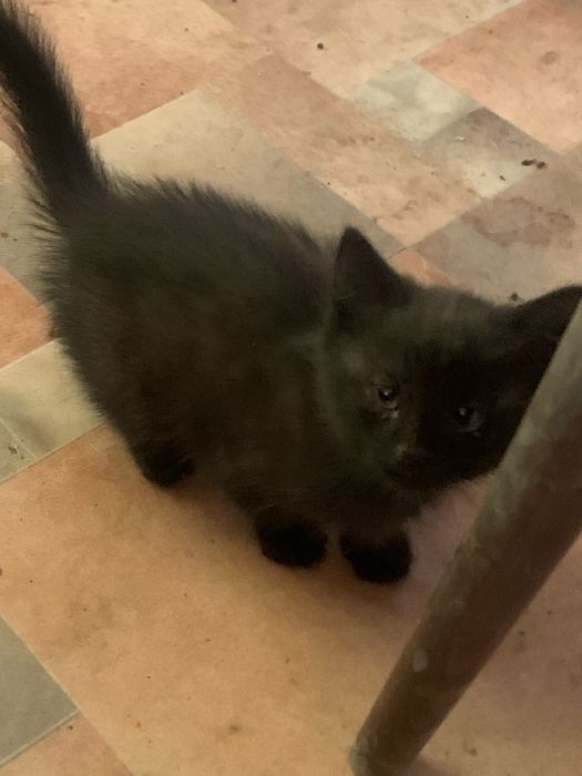 Отдам котенка в хорошие руки! Г ШУ