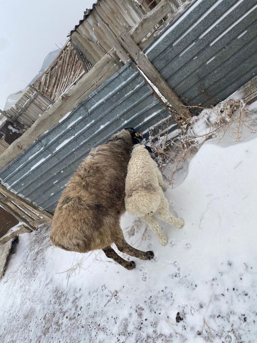 Қозылы қой жақсы күйде