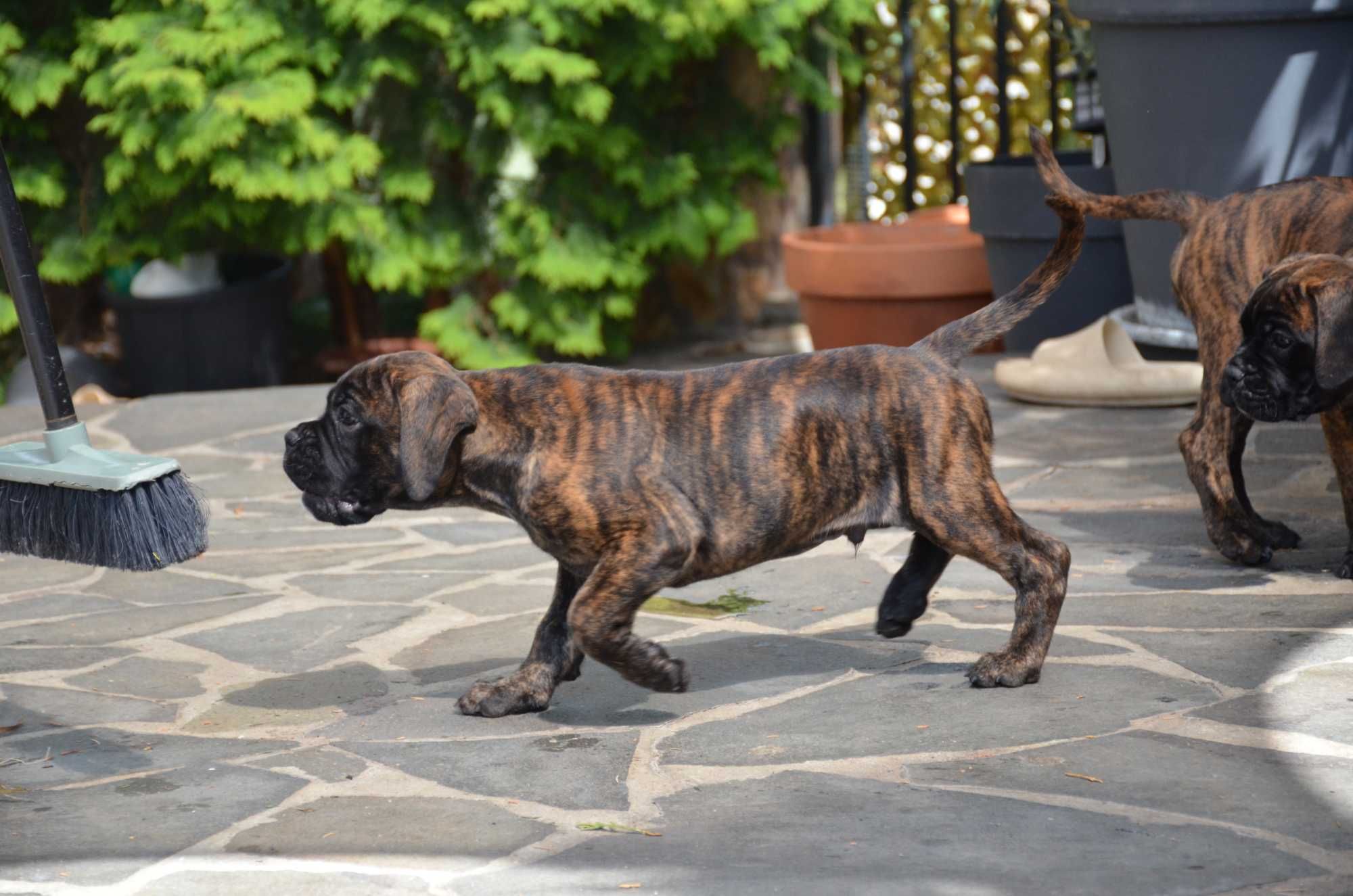Boxer     German