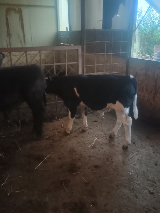 Vand 2 vitei de carne