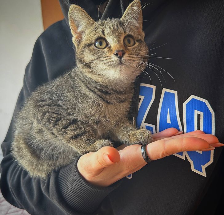 Котята в добрые руки.