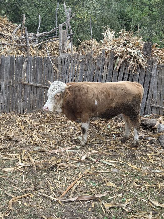 Taur de vânzare varsta1 1 an și 5 luni  aprox.350-400kg.