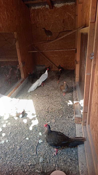 Fazani argintii de vanzare