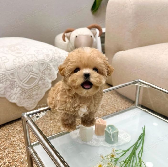 Maltipoo Mini Toy