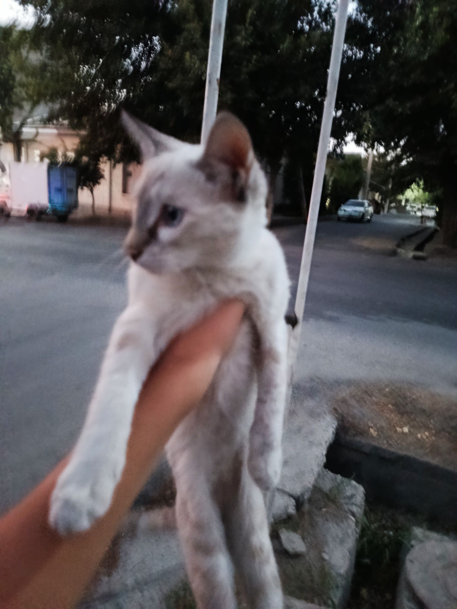 Сиамский мушукча