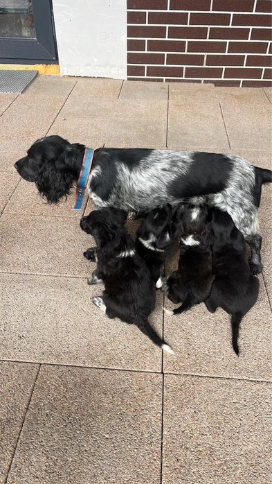 Пропала собака, русский спаниель , кличка Чапаи