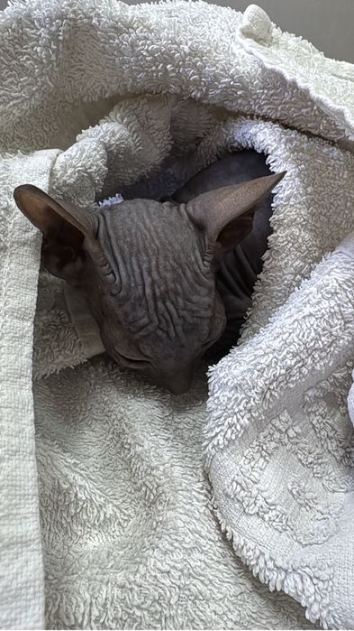 Отдам в хорошие руки