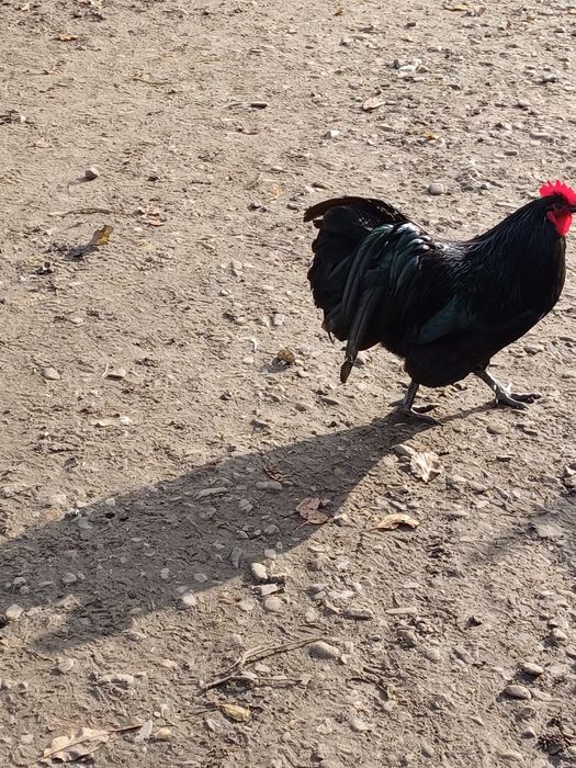 Vand cocoși 90 bucata