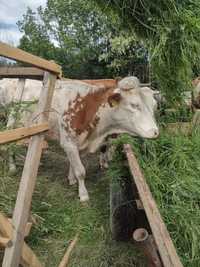 Vaca gestanta de vanzare