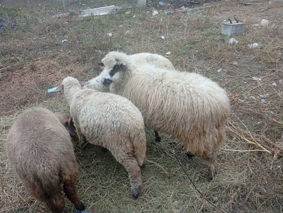 Vand oi pentru craciun