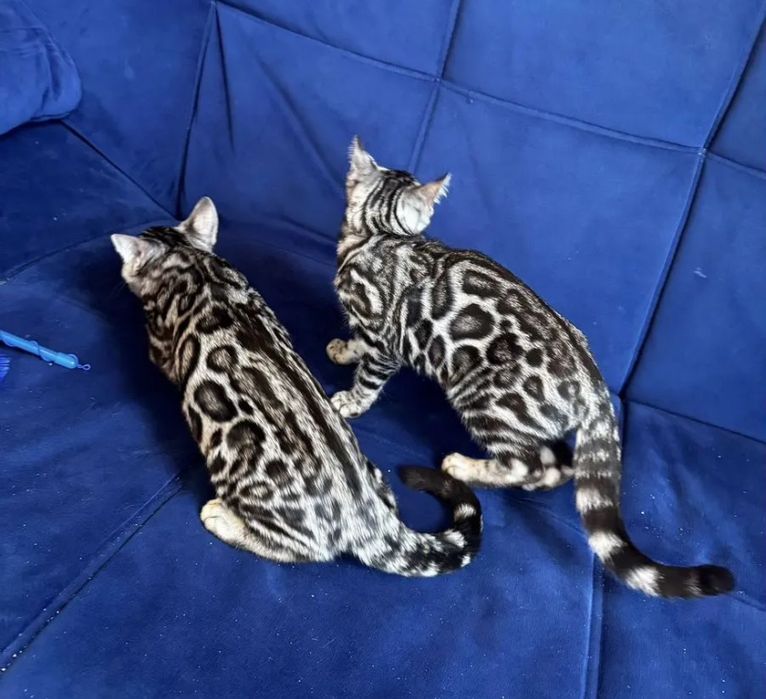 Бенгальские котята