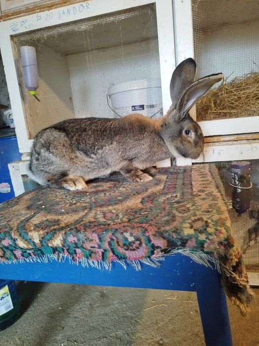 Femela uriaș german