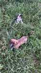 Catei pentru adoptie
