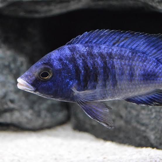 Фенохилус мдока самцы