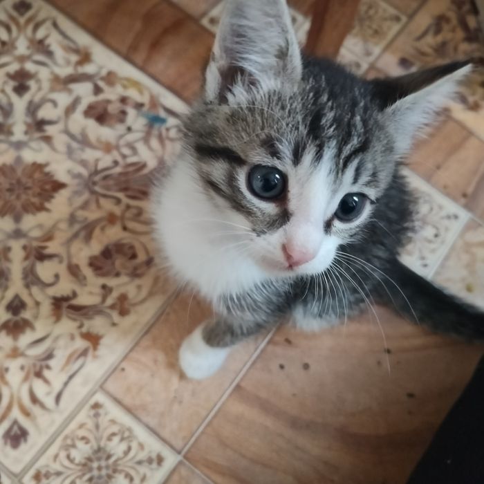 Котенок мальчик ищет любищию семью. К лотку приучен