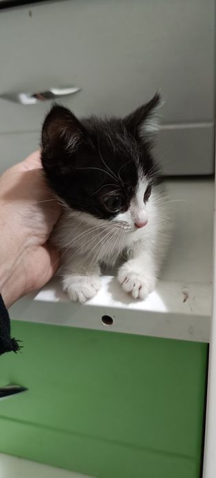Котята в добрые руки.