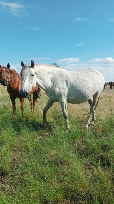 Продаётся кобыла
