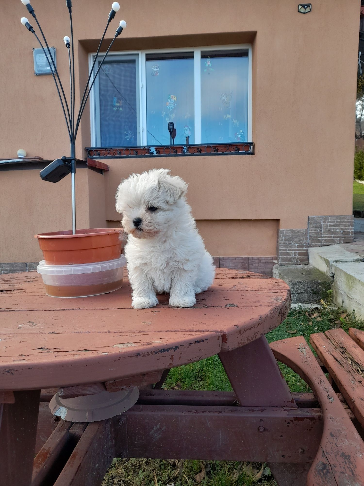 Catel bichon maltese