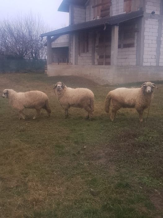 Vând Berbeci Și o Mieluță!!!