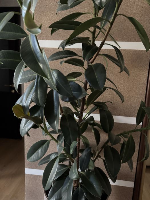 Продам фикус каучуконосный, высотой более одного метра.