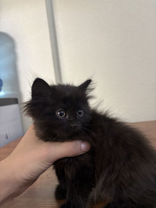 Продам котят