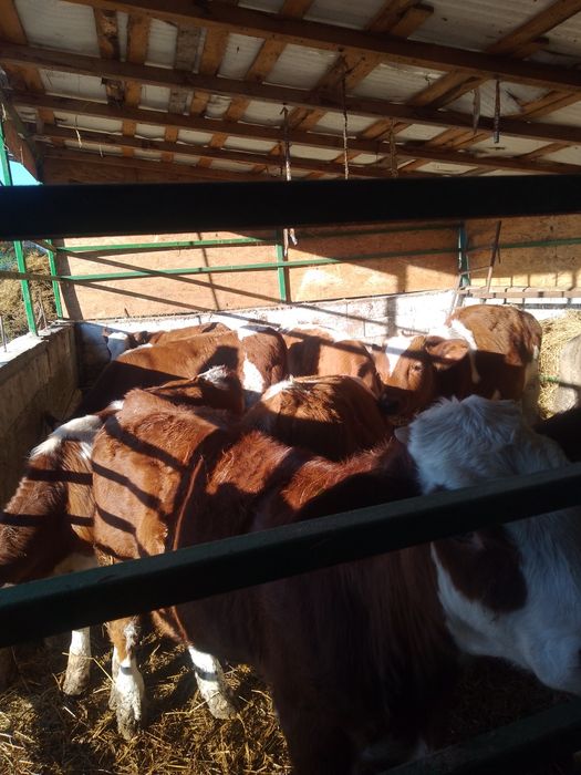 disponibil 10 tăuraș