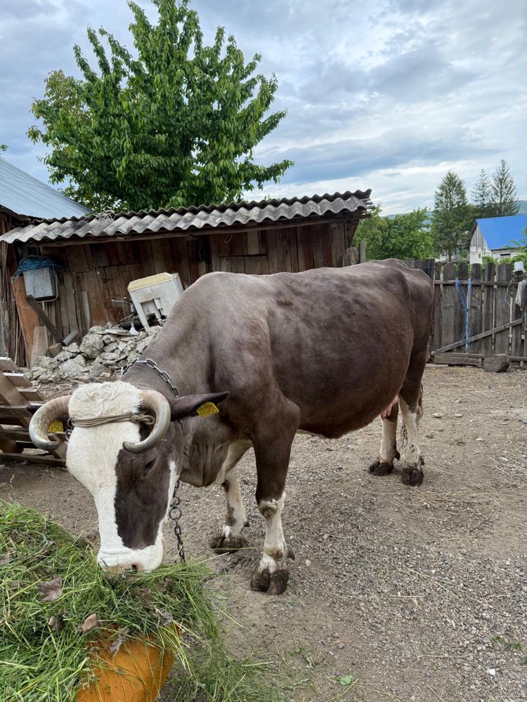 Vand vaca bruna gestanta in 7 luni