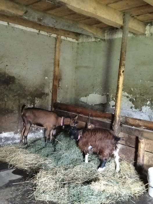 Vând o capră și o iadă