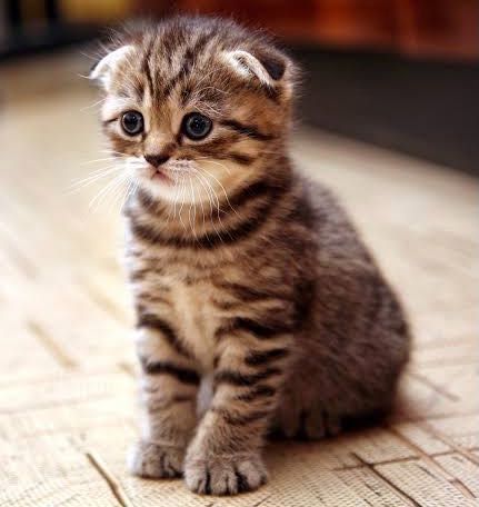 Вислоухие Котята