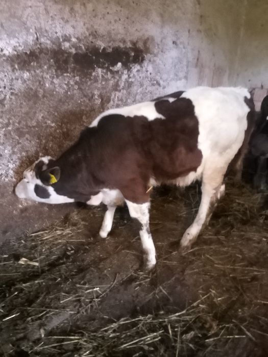 Vând vițel belgian