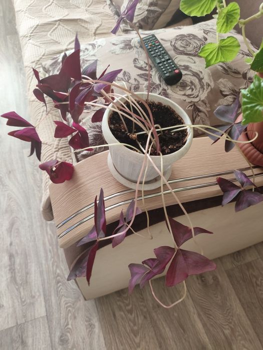 Продам цветок комнатный