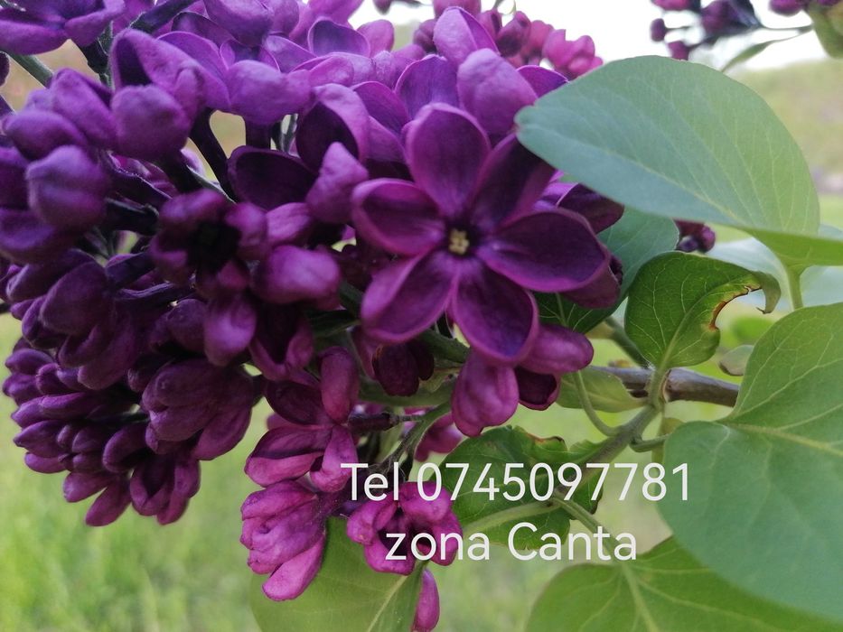 Cursuri de dans pentru nunta Dansul mirilor  100 ron