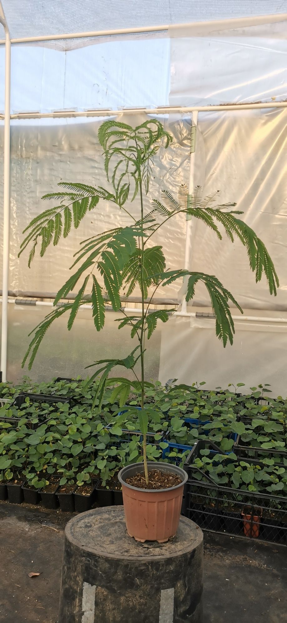 Arbore de mătase (Albizia)
