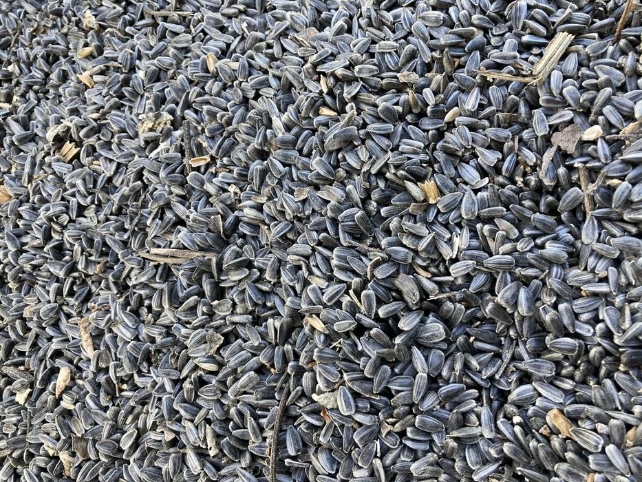 Seminte de floarea soarelui