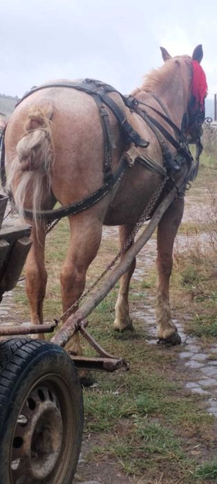 De vânzare un cal castrat