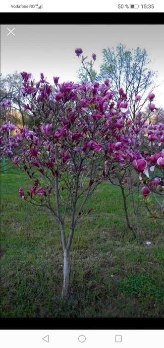 Magnolia diferite culori
