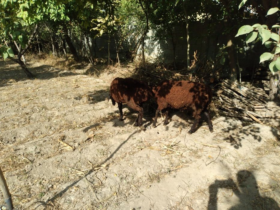 Ilkalasi ham qo'chqar