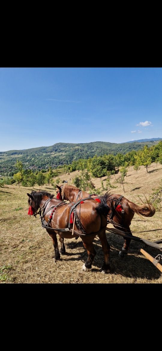 Pereche Cai de vanzare sau schimb cu Iapa