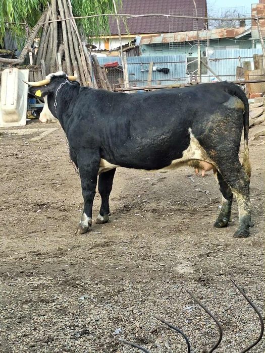 Vand vaca la al doilea vitel