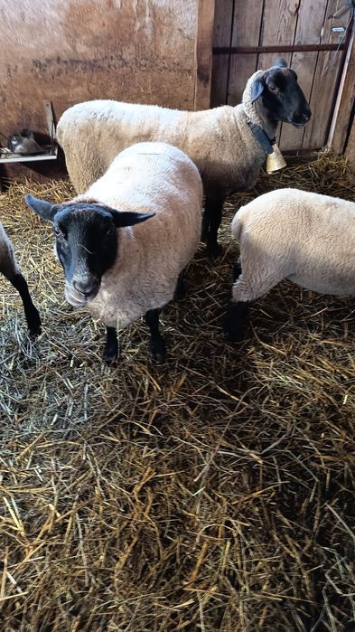 Vand  2 mielute suffolk