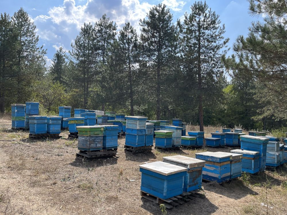 Пчелен прашец /пресен, неизсушен и изсушен/- пролетен- реколта 2024г.