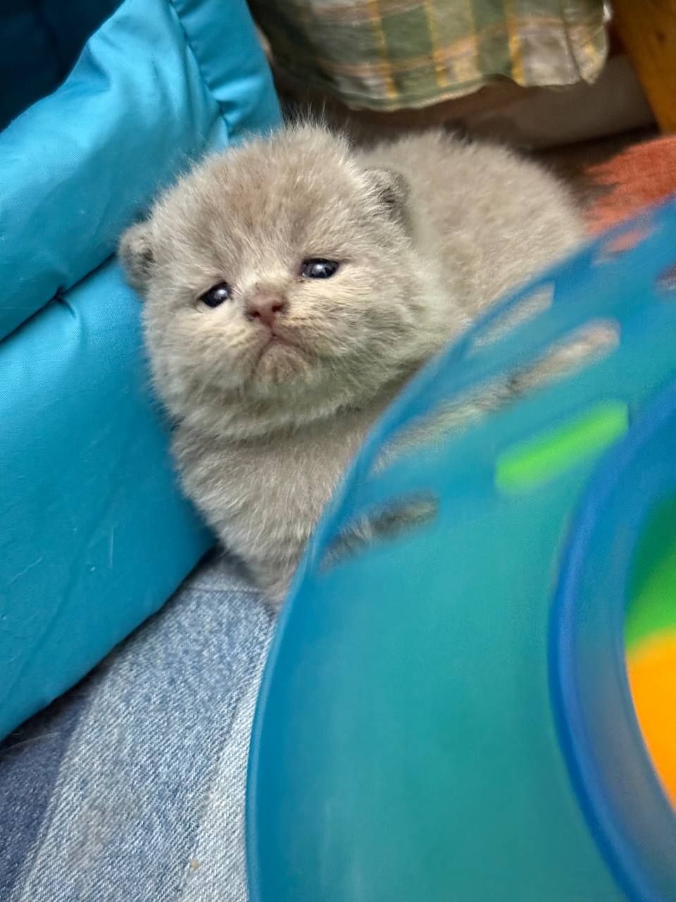 Котята британцы с отличным генотипом