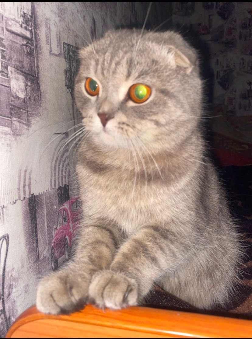 Котята животные котята