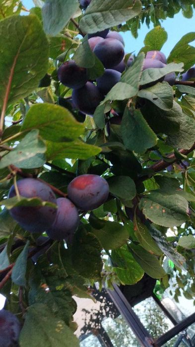 Vand PRUNE (tuica)-Radaseni SV