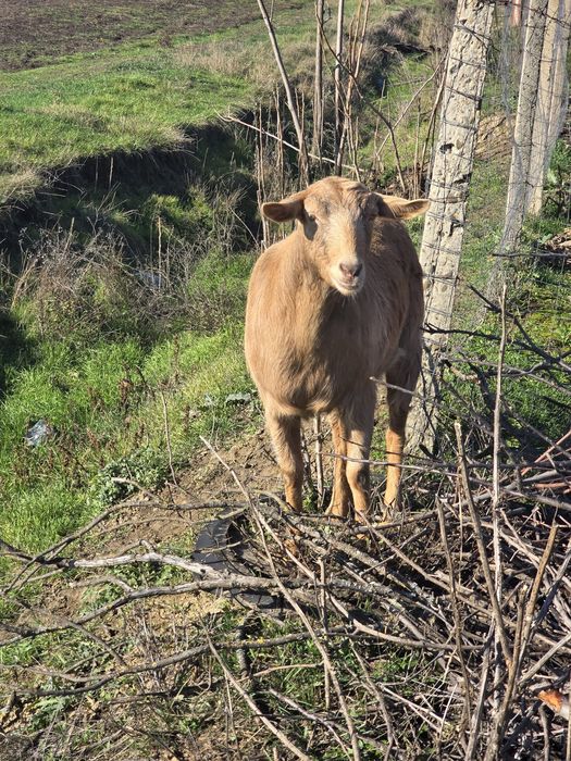 Vand 2 Capre ,600 bucată .